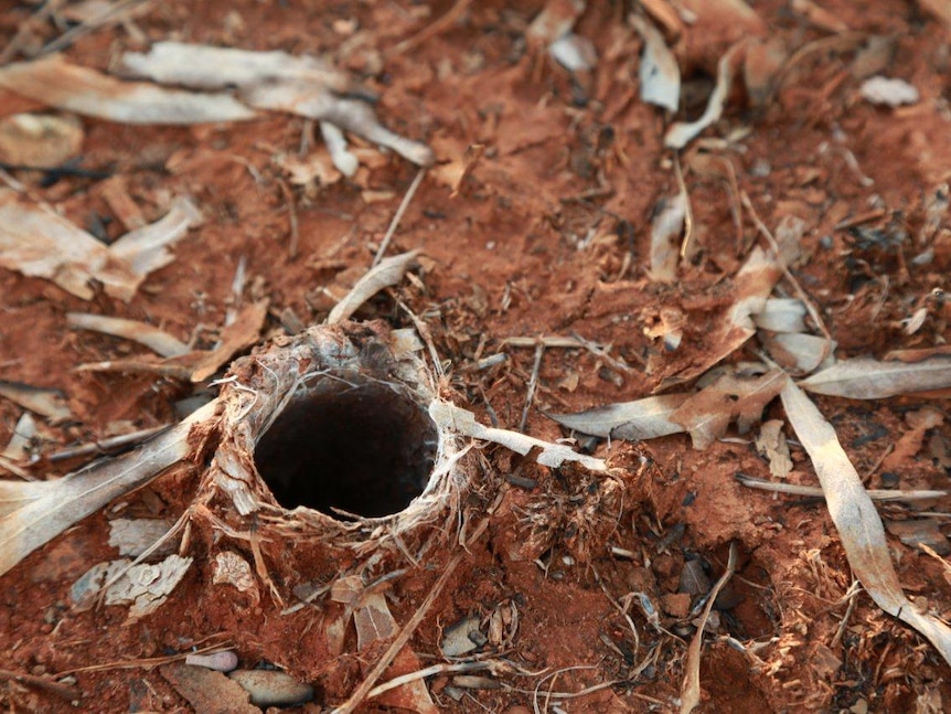 A spider burrow in a mound of orange dirt.