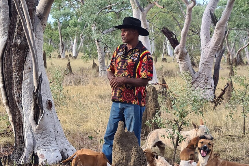 A man stands in the bush with some dogs looking away from the camera. 