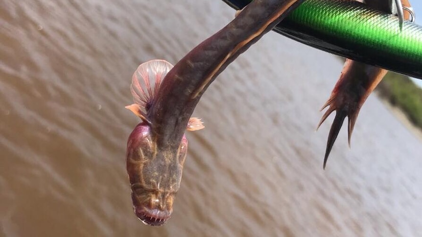 A freaky looking fish with teeth.
