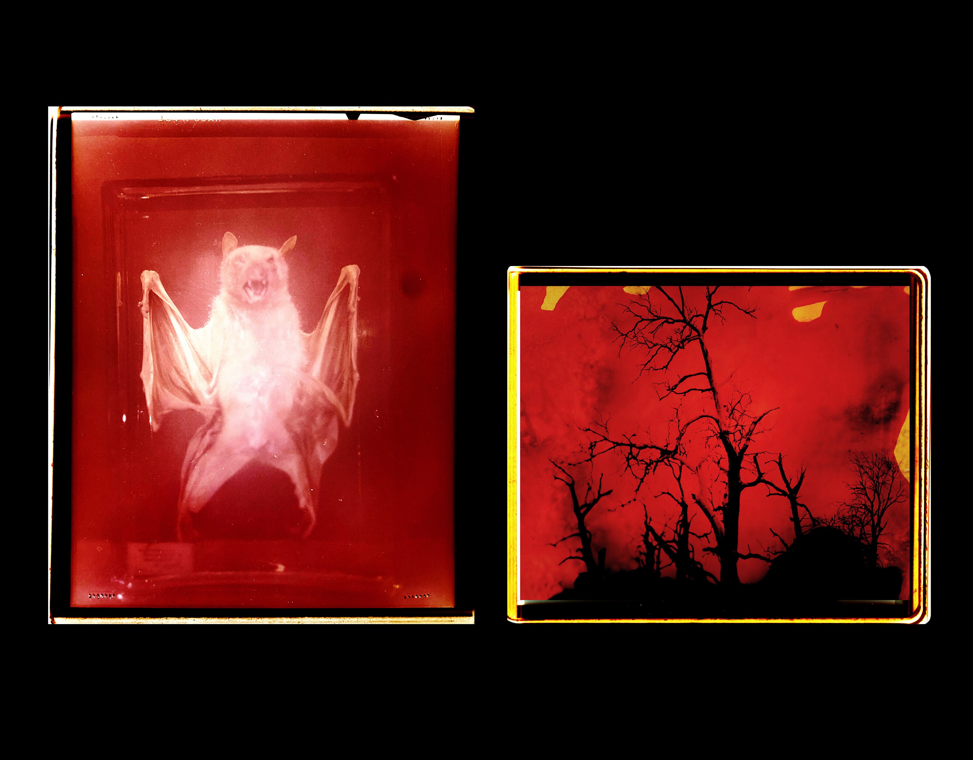 A taxidermy bat and a landscape with dead trees, with a red background