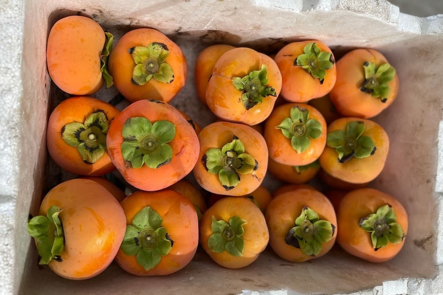 Photo of orange fruit in a box.