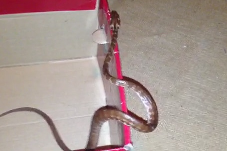 The carpet snake slithers in a shoe box after it was rescued from the frog