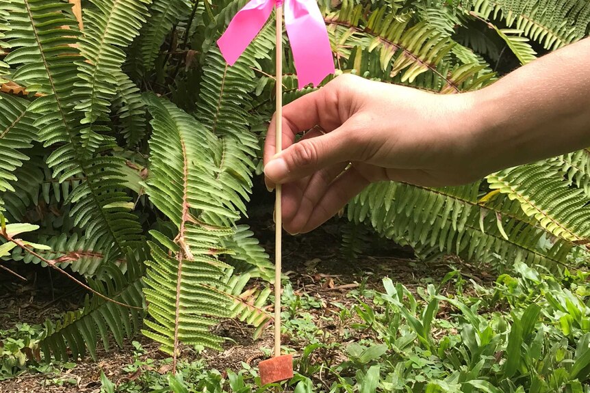 A wooden skewer with a bright pink flag at one end and a piece of skinless sausage at the other is planted in the ground.