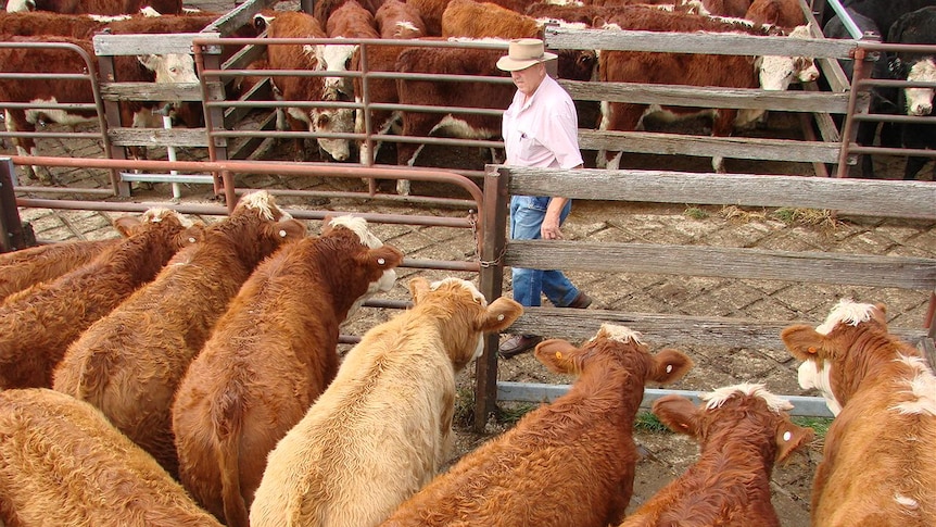 Hereford cattle. Beef calves in saleyard NSW