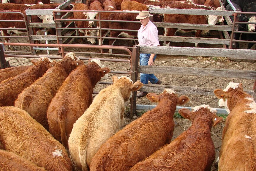 Hereford cattle. Beef calves in saleyard NSW