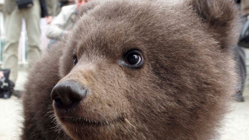 Russian bear cub looks at journalists - Gerard Minack is known as a bear, or pessimist