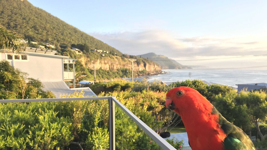 A king parrot sits on a ledge with the escarpment of the northern Illawarra and ocean in the background.