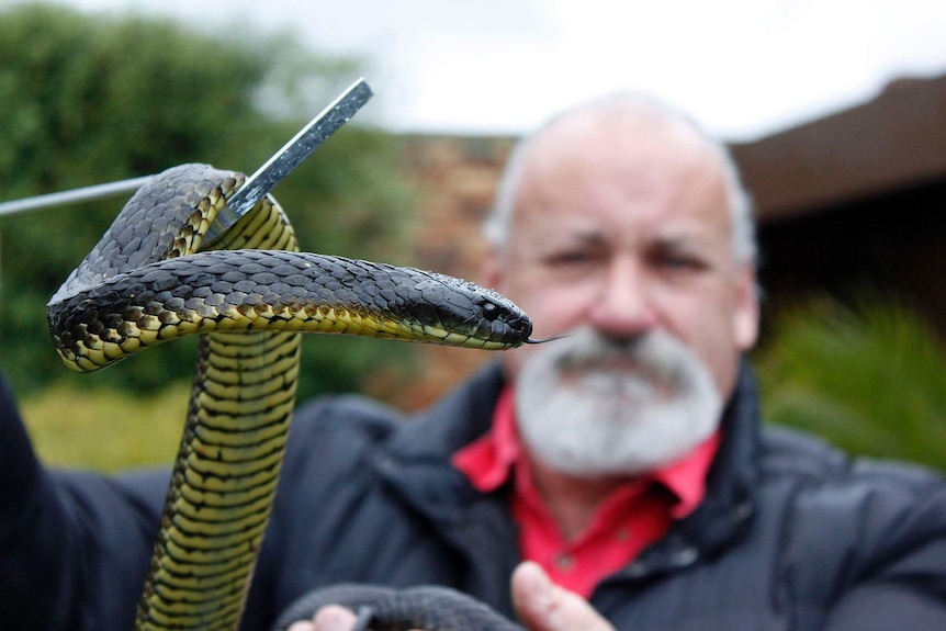 Bruce Press from Reptile Rescue holds a tiger snake.