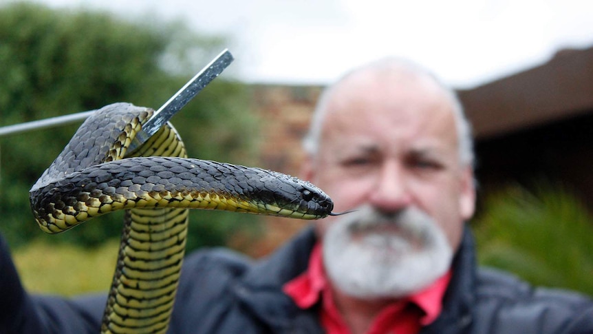 Bruce Press from Reptile Rescue holds a tiger snake.