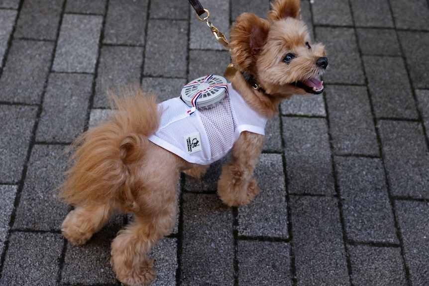 Un petit chien marron porte un ventilateur portable circulaire et un gilet blanc. 