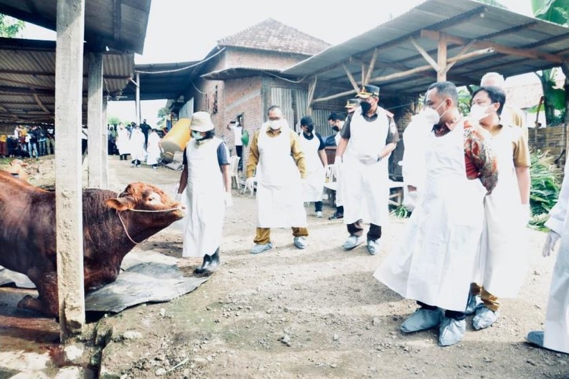 Un certain nombre de fonctionnaires en blouse blanche inspectant le bétail malade.