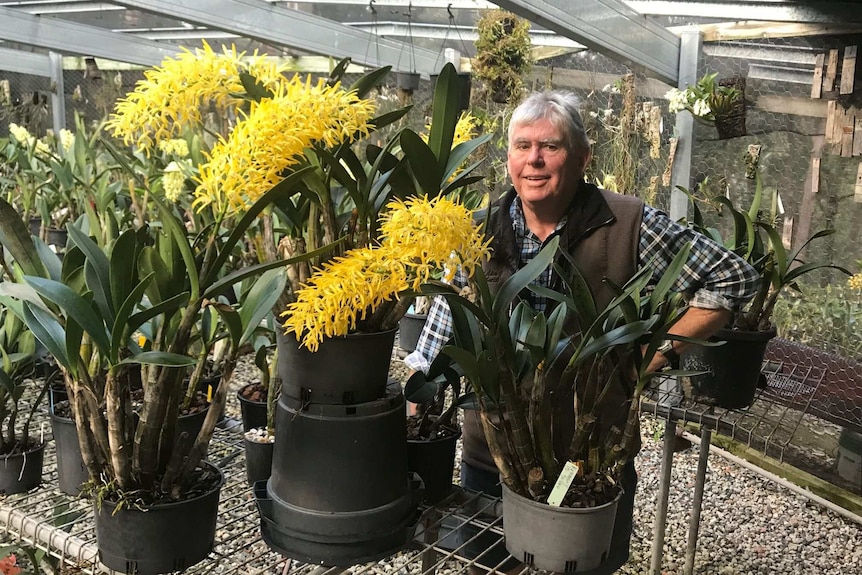 A man stands in a green house with a very large orchid plant with yellow flowers.