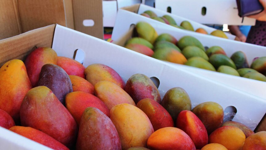 A close shot of mangoes in trays