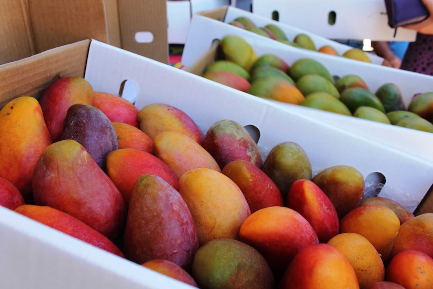 A close shot of mangoes in trays