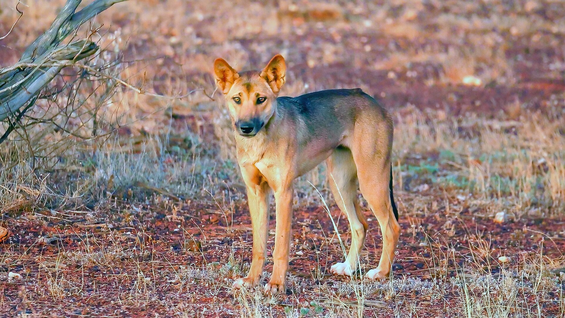 A dog in a paddock looking at the camera