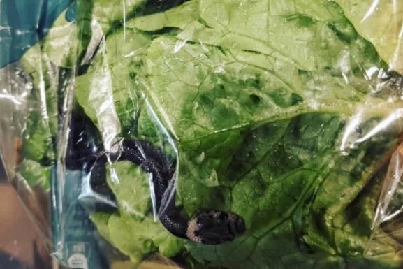 Snake around lettuce in plastic bag.