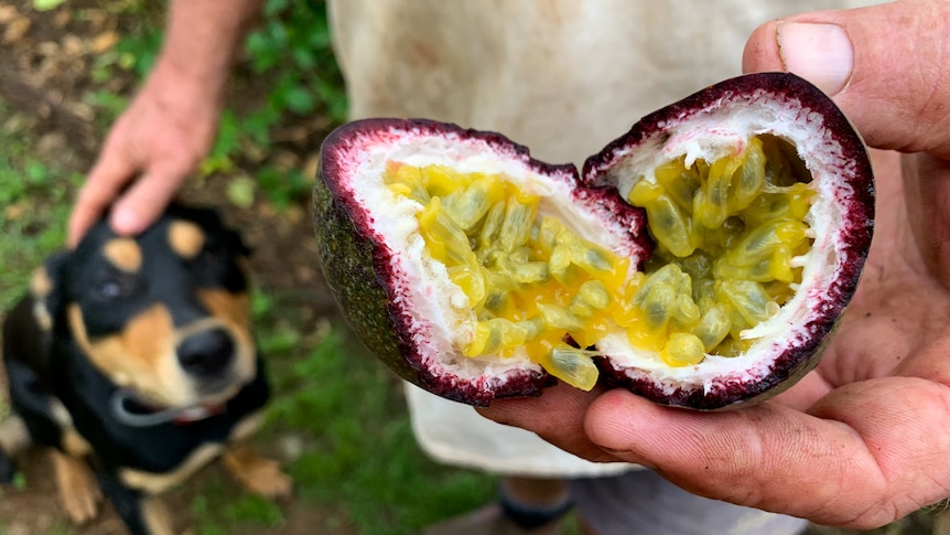 Farmer holds open split passionfruit while touching his dog's head.