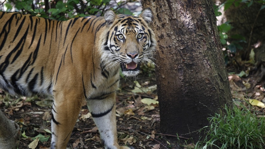 A tiger looks directly at the camera.