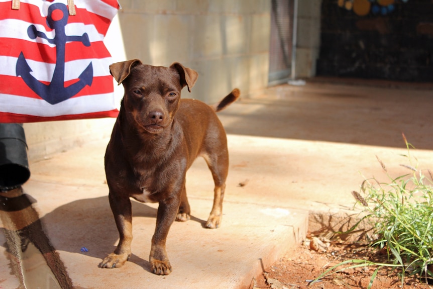 A small brown dog standing on concrete path in Ernabella in the APY Lands.