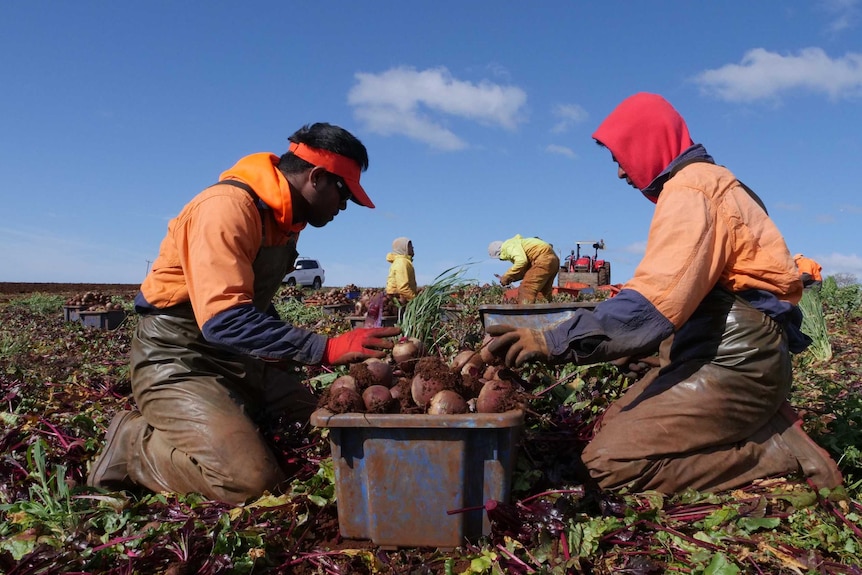 two men kneel down in a paddock of beetroot