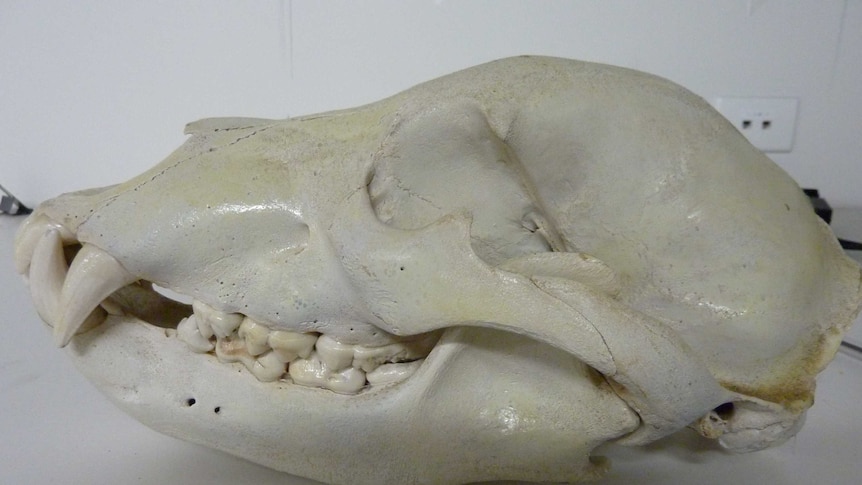 A brown bear skull Brent Philip Counsell was found guilty of possessing.