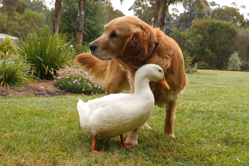 A dog and duck cuddle together