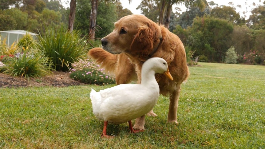 A dog and duck cuddle together