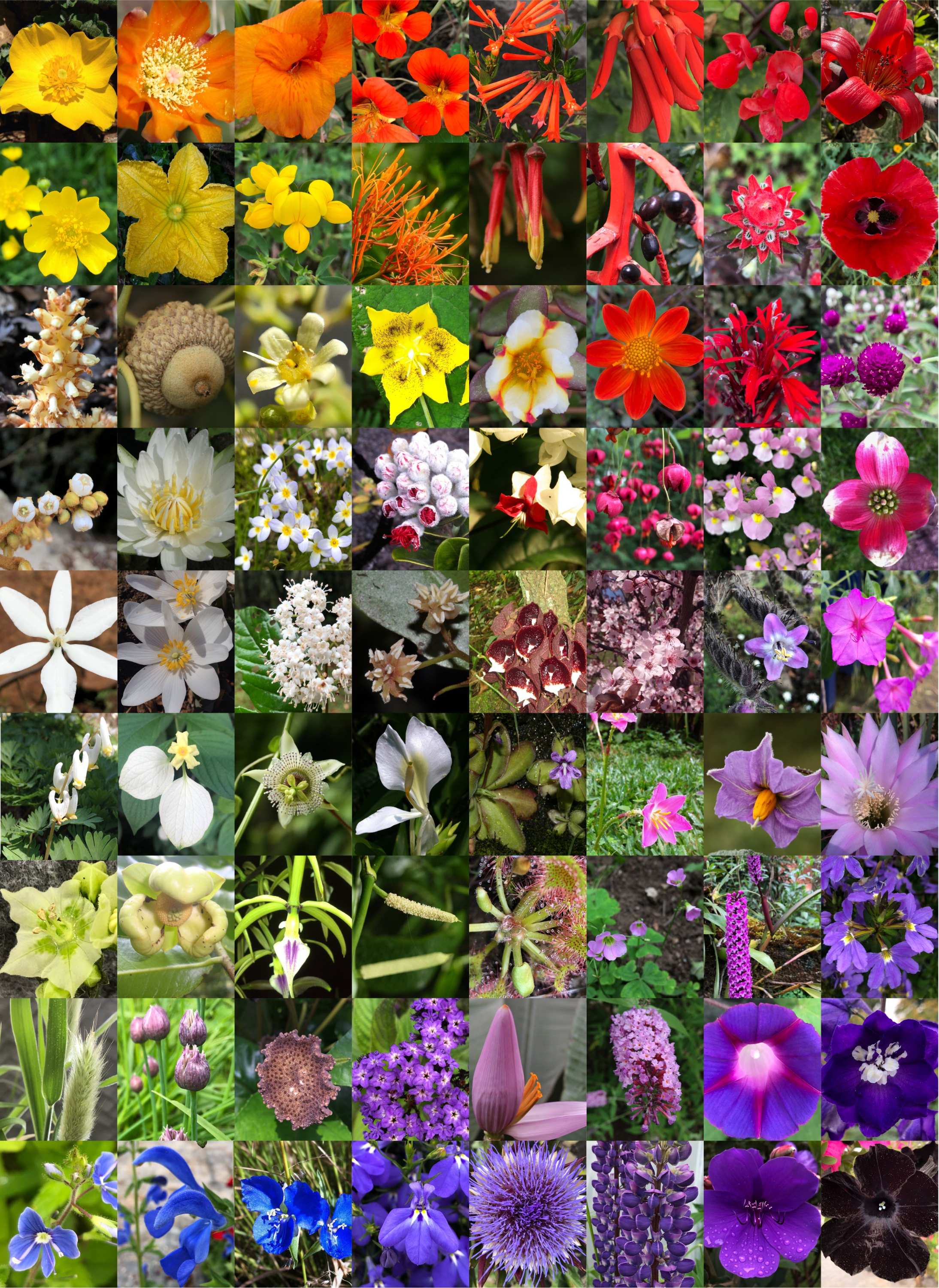 Kolaż różnych roślin kwitnących.