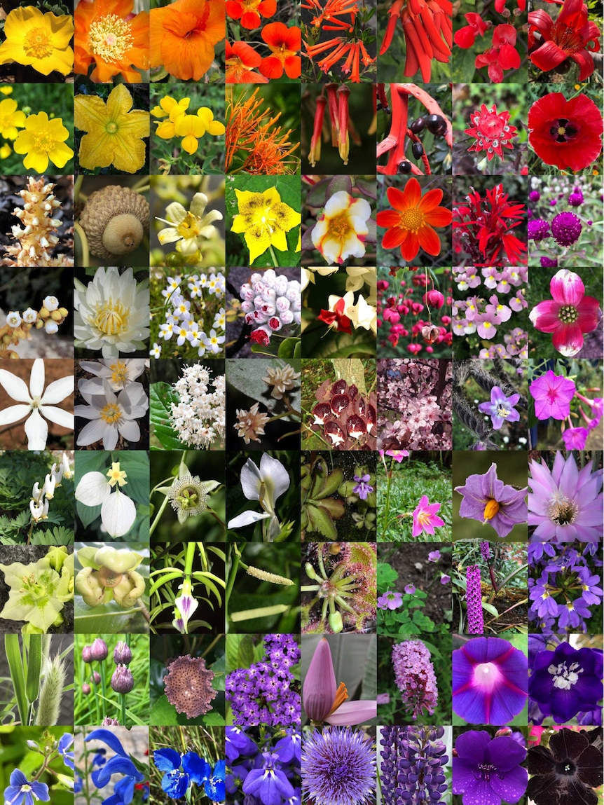 A collage of different flowering plants.