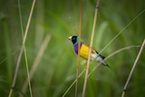 Colourful Gouldian finch on grass stem.
