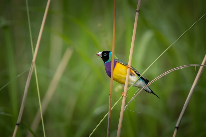 Colorful Gouldian finch on grass stem.