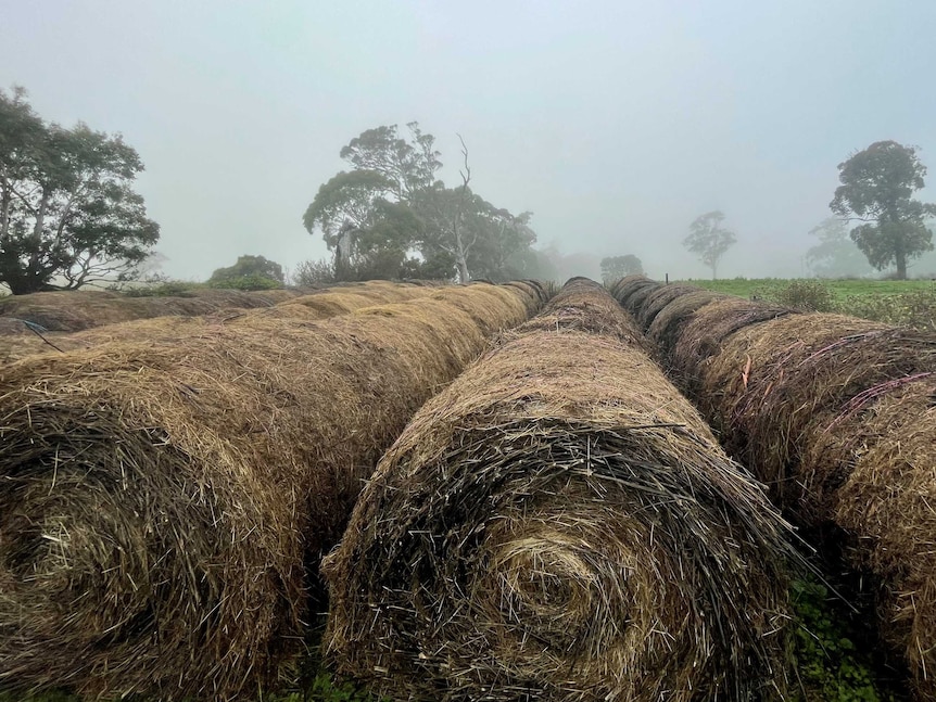 A foggy sky with hay bales in a row that have been ruined by rain.