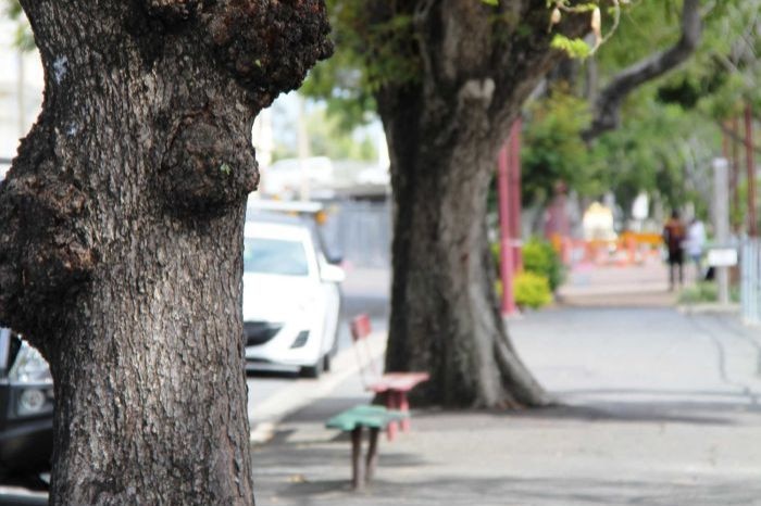 urban street trees