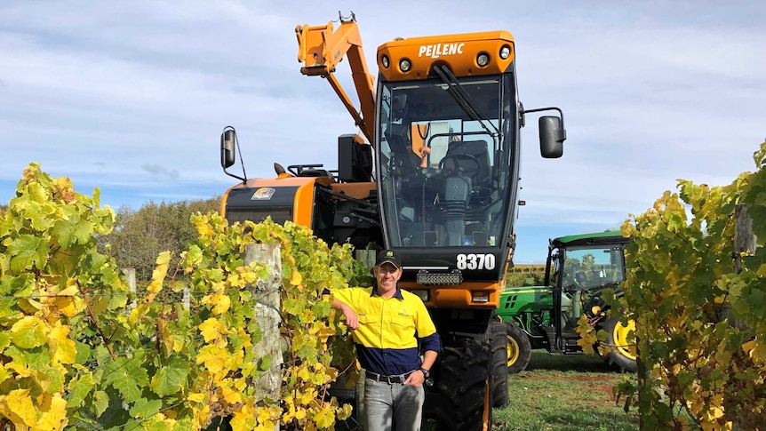 a large mechanical harvester sits on top of a row of winegrapes