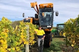 a large mechanical harvester sits on top of a row of winegrapes