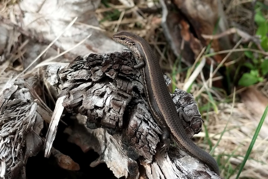 Southern grass skink