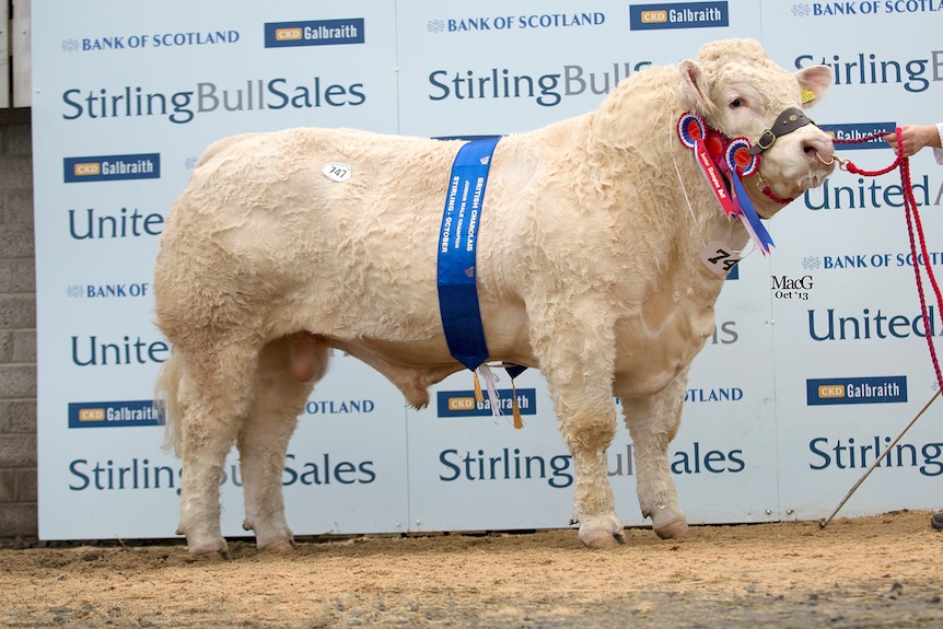 A champion Charolais bull called Goldies Hotspur stands sashed with ribbons in front of a sponsor board at a show.