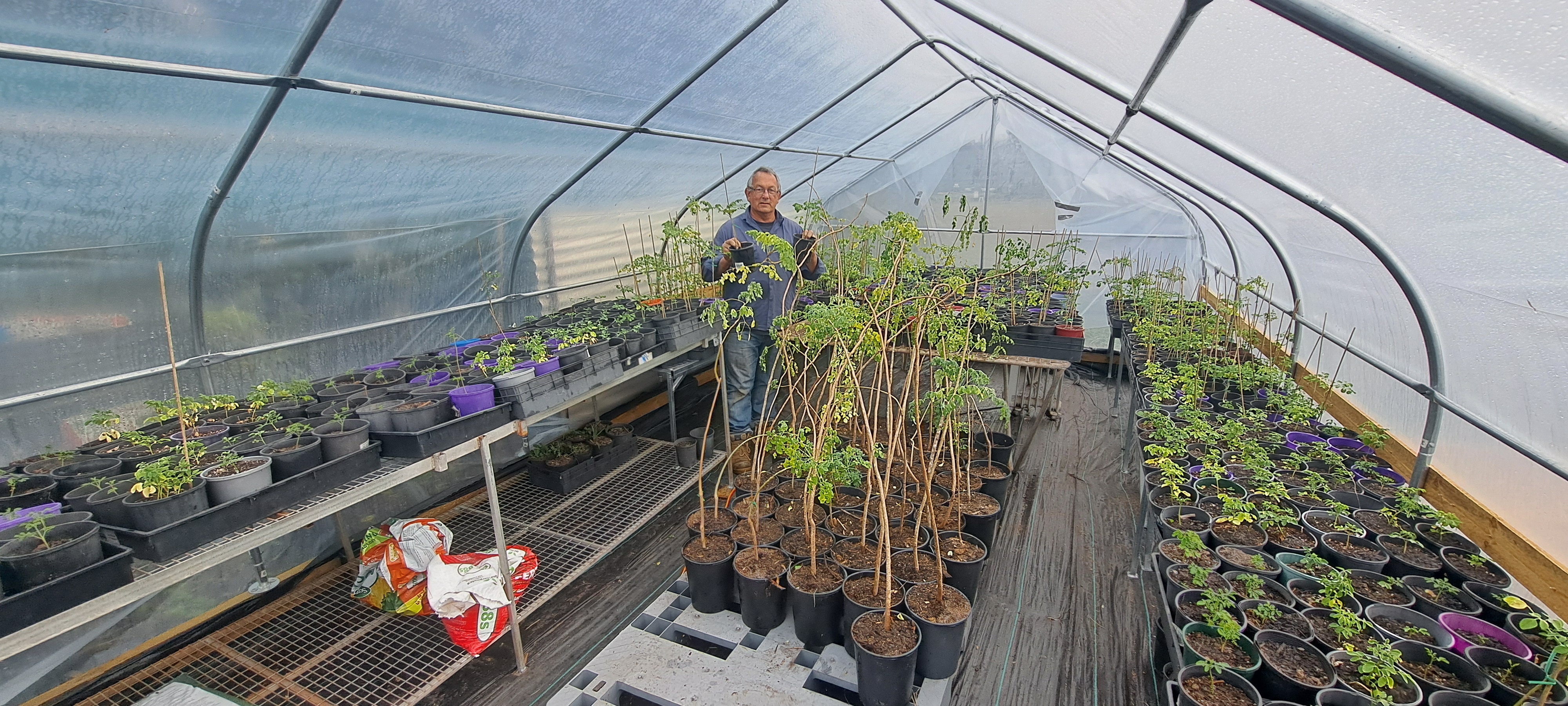 Ban on ancient 'superfood' divides growers and regulators