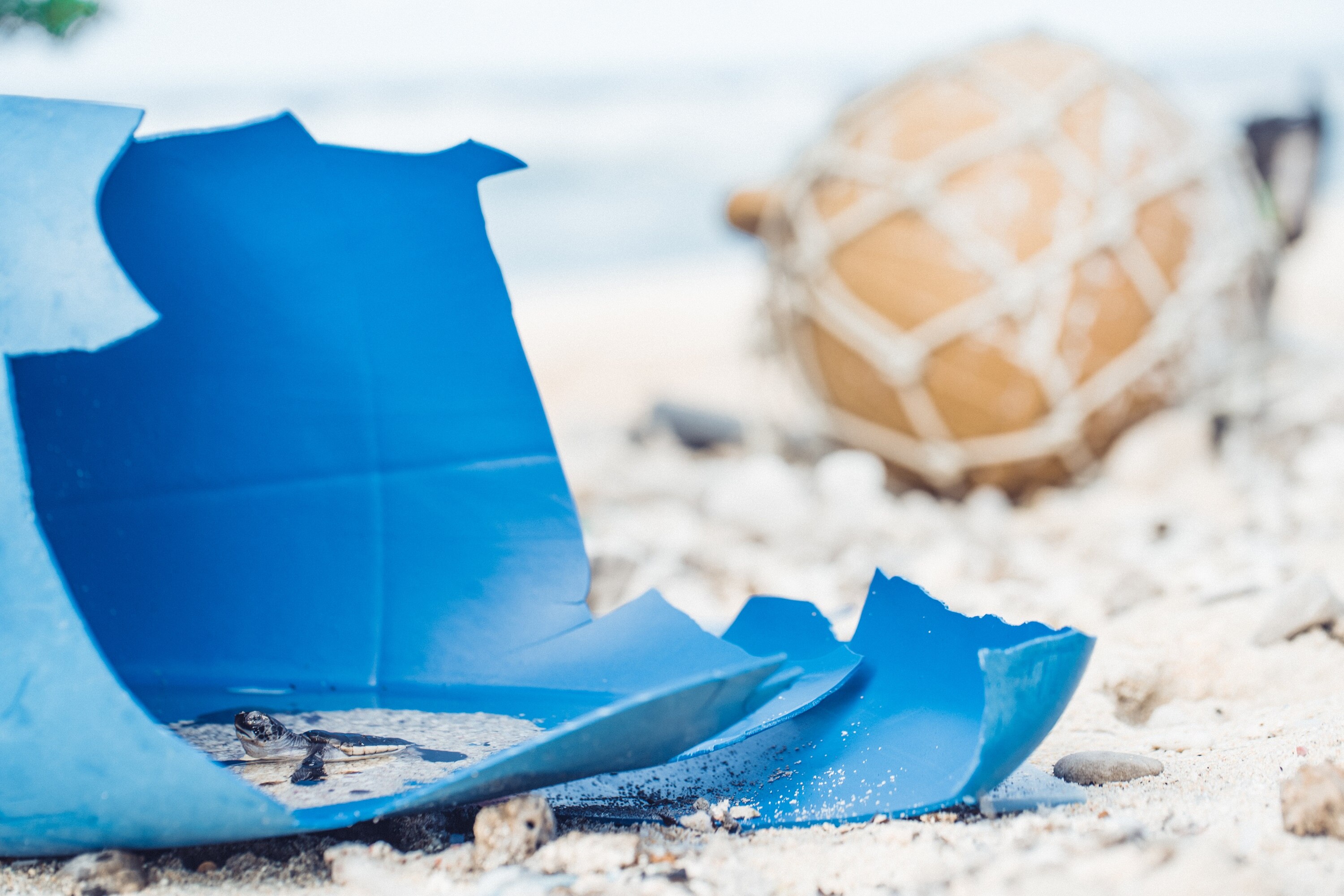 A turtle hatchling swims in a discarded blue plastic container on a beach
