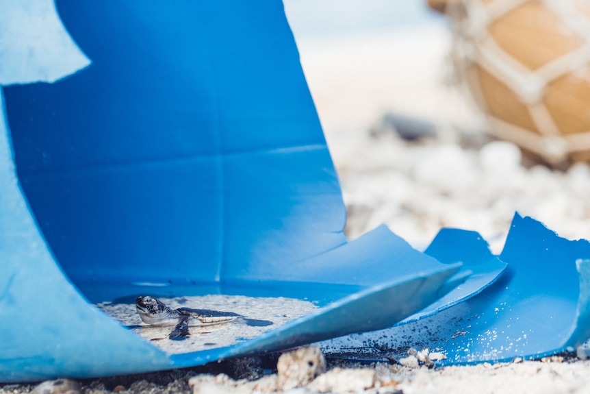 A turtle hatchling swims in a discarded blue plastic container on a beach