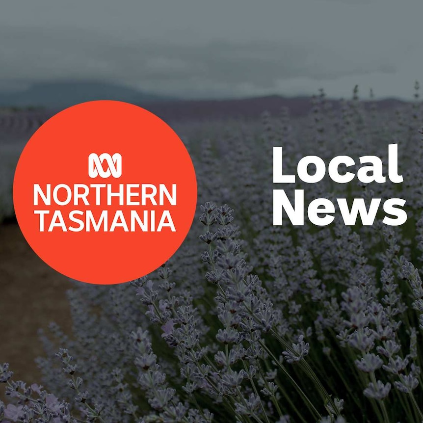 Field of lavender in bloom; ABC Northern Tasmania logo and Local News superimposed over the top.