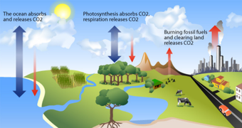 Illustration of the carbon cycle
