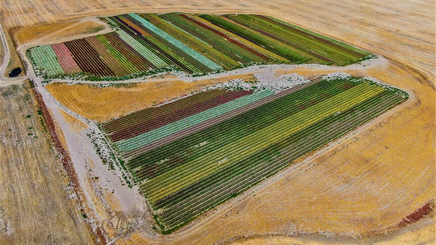 A birds-eye-view of the flower plantings. Colourful rows of flowers in a dry, brown landscape