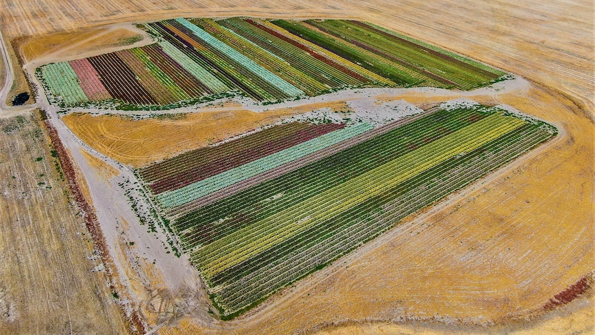 A birds-eye-view of the flower plantings. Colourful rows of flowers in a dry, brown landscape