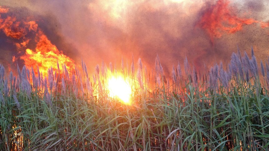 Sunset over cane fire