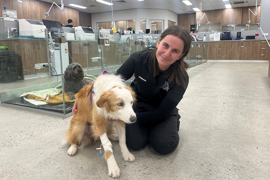 Stephanie kneels on the ground inside her clinic patting a brown and white dog.