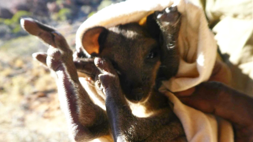 A small juvenile Black-footed Rock-wallaby is held in a soft white transport bag by an APY ranger.