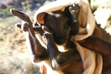 A small juvenile Black-footed Rock-wallaby is held in a soft white transport bag by an APY ranger.