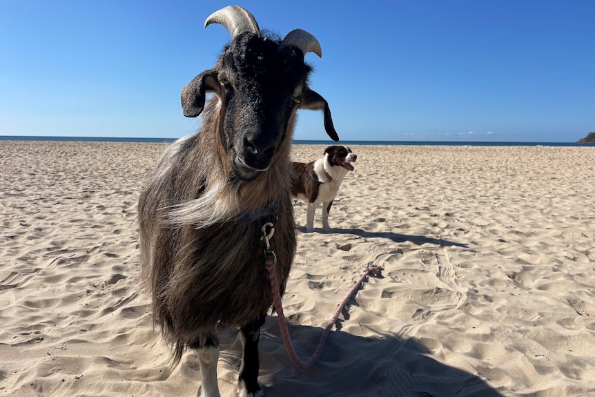 A long-haired goat standing on a beach on a sunny day, with a dog in the background, blue sky and sea in the background.