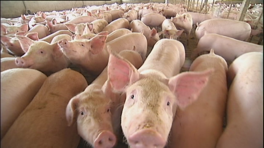 Blantyre Farms piggery, near Young NSW.